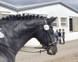 dressage horse Don't Worry 49 (Hanoverian, 2016, from Dressage Royal)