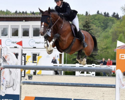 jumper Danubia (Czech Warmblood, 2013, from Drosselklang II)