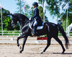 Pferd Kom Snowwhite (Finnisches Warmblut, 2010, von Hohenstein I)