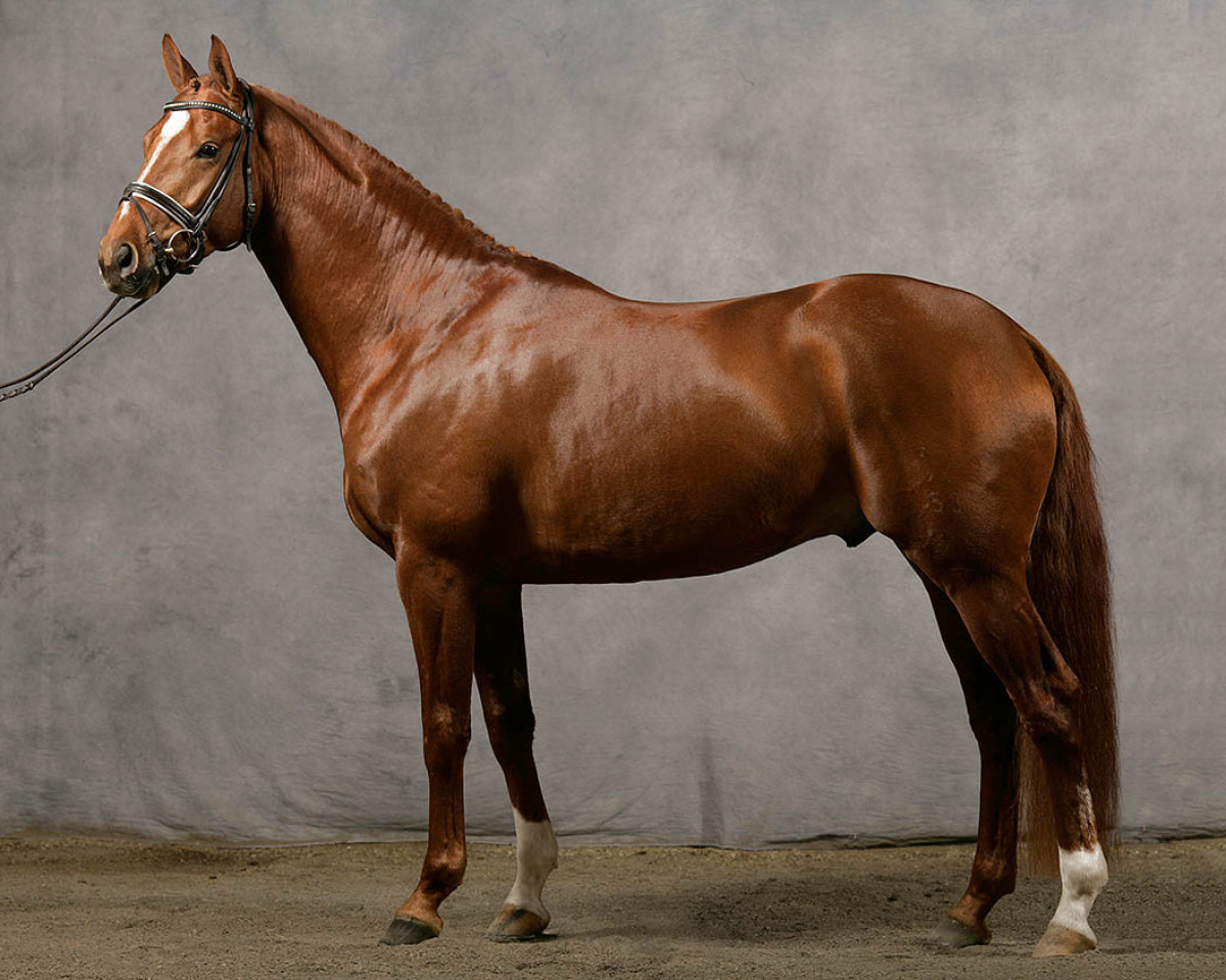 stallion Lodestar 156 FIN (Hanoverian, 2005, from Lauries Crusador xx)