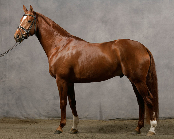 stallion Lodestar (Hanoverian, 2005, from Lauries Crusador xx)