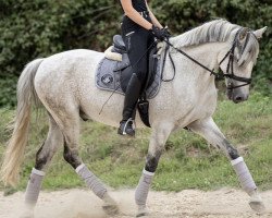 dressage horse Tudal (Cruzado, 2008)