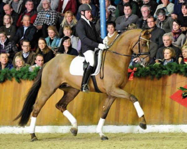 stallion Don Frederic 3 (Hanoverian, 2009, from Don Frederico)