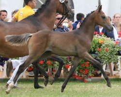 dressage horse Ambrosius II (German Riding Pony, 2016, from A new Star)