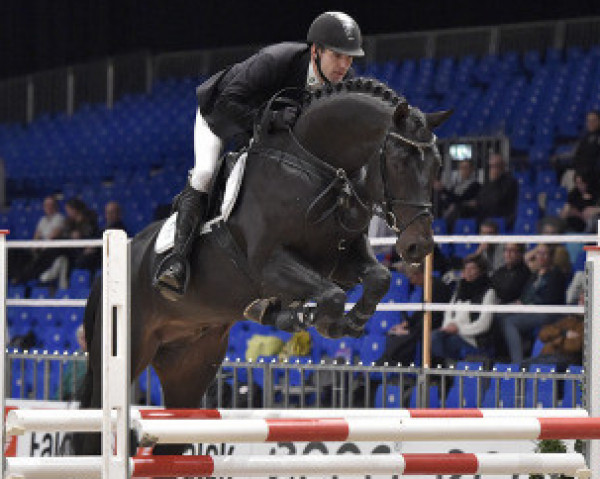 stallion French Match Ask 177 FIN (Danish Warmblood, 2011, from Favorit Ask)