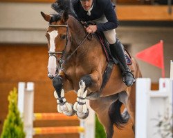 broodmare Orphelia III CH (Swiss Warmblood, 2016, from Orphee de Nantuel Hn)