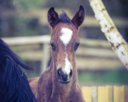 Dressurpferd Petit Ray of Light (Deutsches Reitpony, 2023, von Petit Rock the Moment)