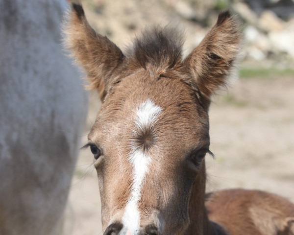 Dressurpferd Petit Heavenly Hope (Deutsches Reitpony, 2023, von Mescal 15)