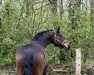 dressage horse H-Ekwa Chambo K (German Sport Horse, 2012, from Ekwador)