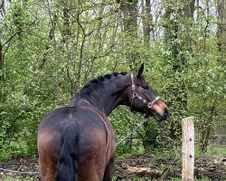 dressage horse H-Ekwa Chambo K (German Sport Horse, 2012, from Ekwador)