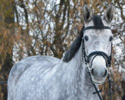 broodmare Alenica (German Sport Horse, 2017, from Cordolensky)