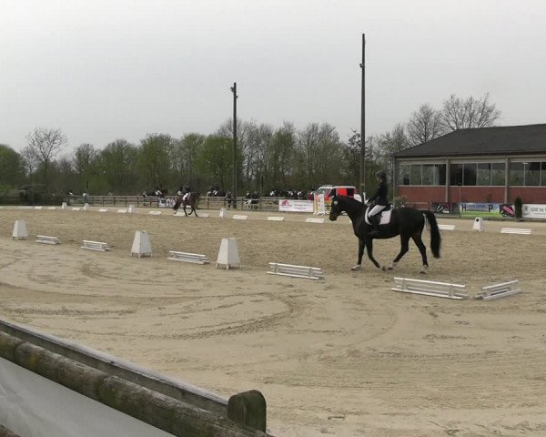 Reitturnier Nienberge 2023