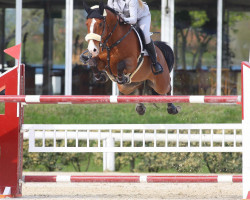 Springpferd Coudy (Tschechisches Warmblut, 2012, von Colato R)