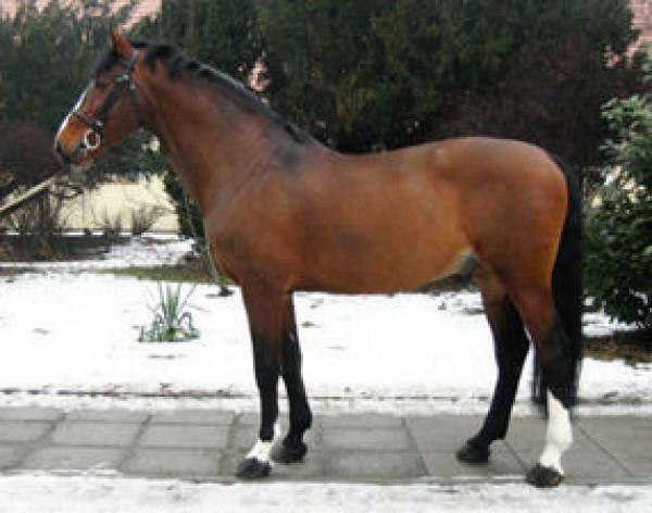 stallion Colato R (Holsteiner, 1993, from Carthago)