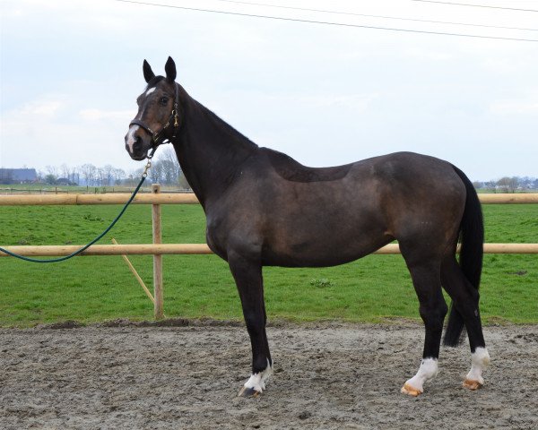 Pferd Cherie (Deutsches Reitpferd, 2007)