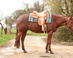 horse Radical Shockwave (Quarter Horse, 2015)