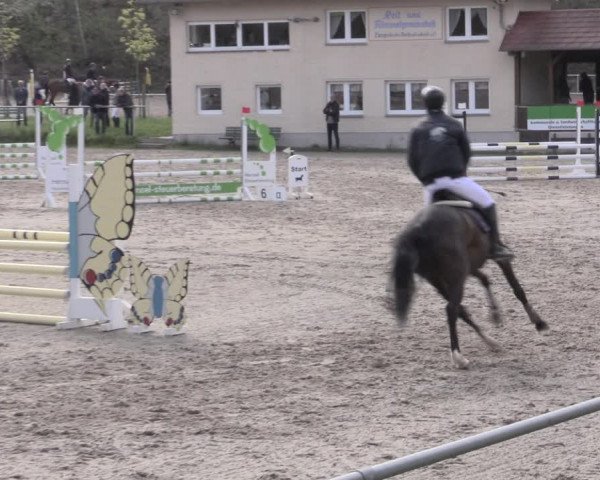 Reitturnier Lgl.-Oberhain, B95 2023