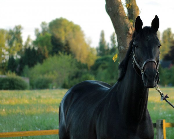 dressage horse Quintou (Westphalian, 2008, from Quinta Real)