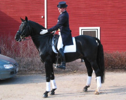 stallion Fair Play 97 FIN (Oldenburg, 1987, from Feiner Stern)