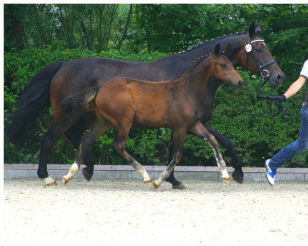 dressage horse Fider la Vie (Oldenburg, 2015, from Fidertanz)