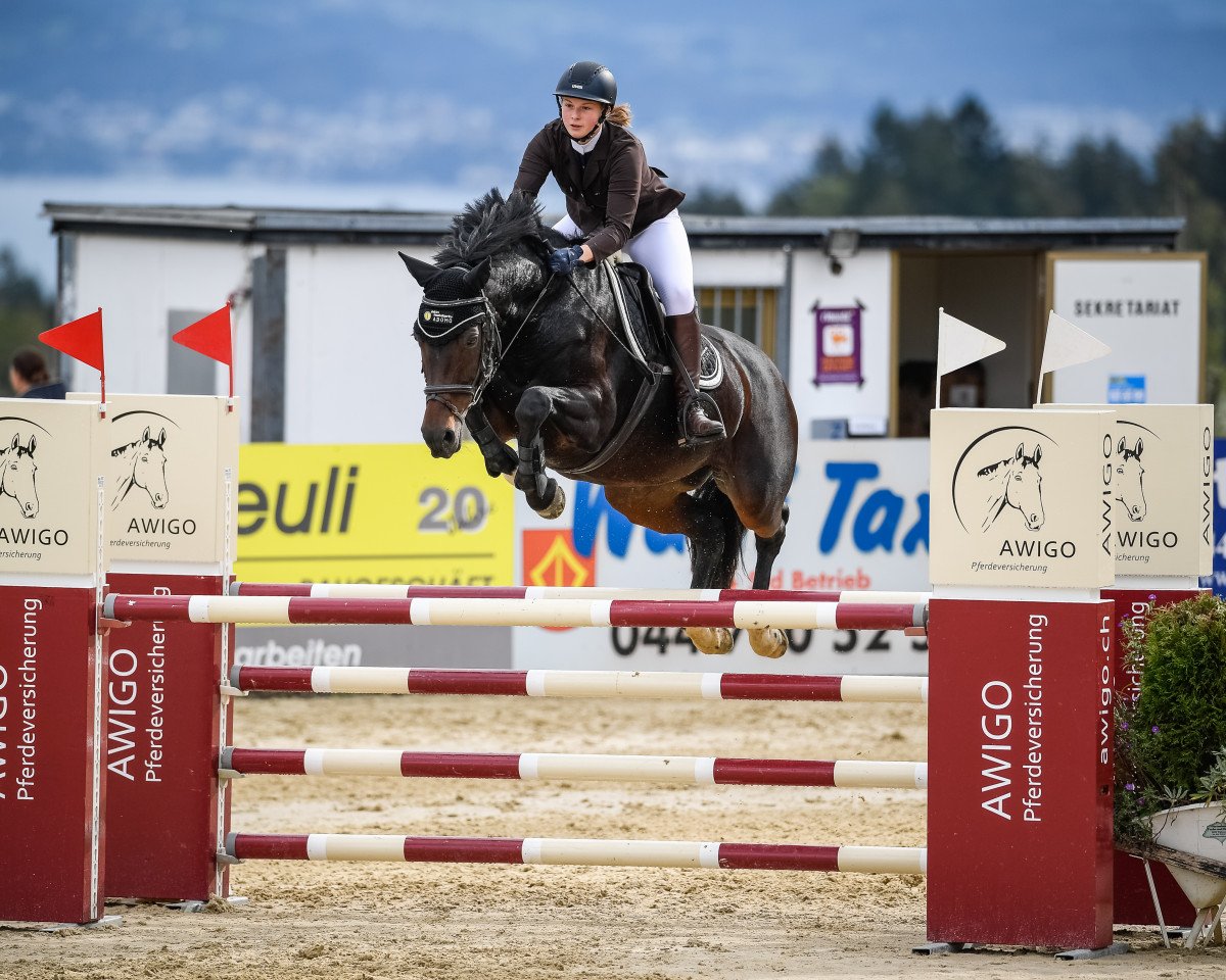 Springpferd Adomo's Sitana CH (Schweizer Warmblut, 2008, von Contendro I)