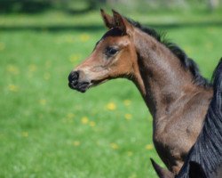 dressage horse Fiorento 2 (Oldenburg, 2016, from Florenz 71)