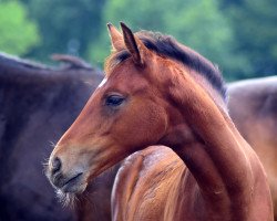 dressage horse Celine (Oldenburg, 2019, from Callaho's Benicio)