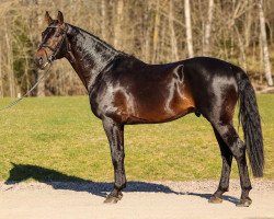 stallion Zino (Oldenburg show jumper, 2018, from Zinedream)