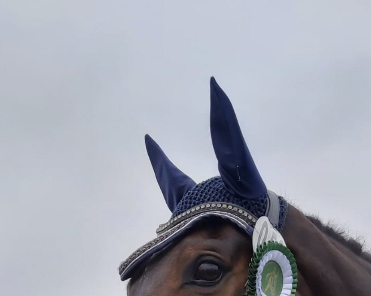 dressage horse Querubin 3 (Westphalian, 2013, from Quotenkönig 2)