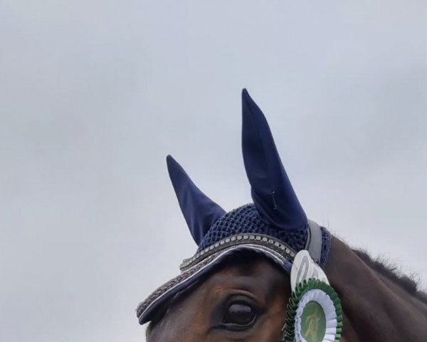 dressage horse Querubin 3 (Westphalian, 2013, from Quotenkoenig 2)