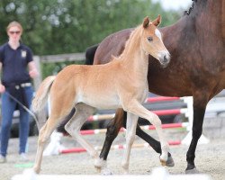 Dressurpferd Golden Patrick (Deutsches Reitpony, 2016, von HET Golden Dream)