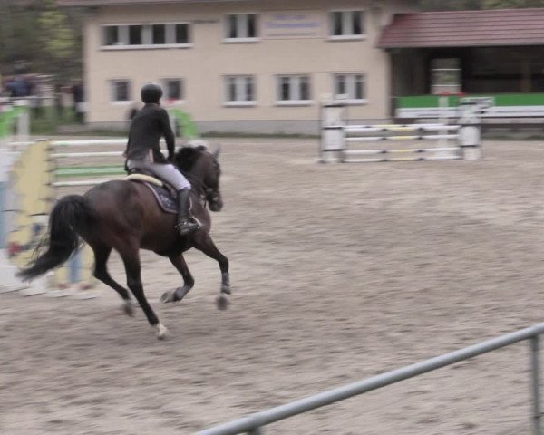 Reitturnier Lgl.-Oberhain, B95 2023