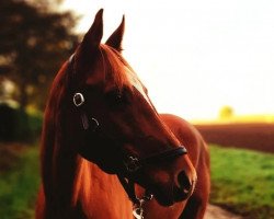 dressage horse Hexe B (German Riding Pony, 2011, from Hero)