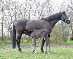 broodmare Vesta 19 (Hanoverian, 2008, from Valentino)