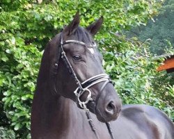 dressage horse Finley 109 (Hanoverian, 2015, from Finest)