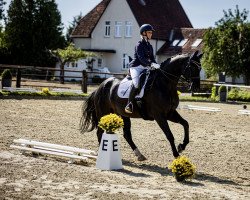 dressage horse Dacabo 4 (Hanoverian, 2013, from Don Index)