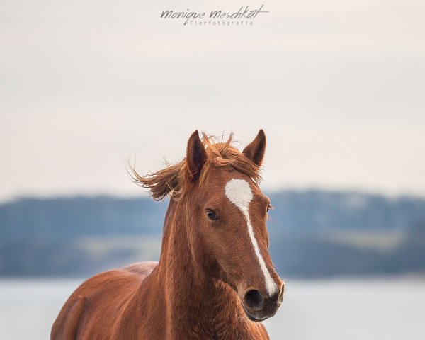 broodmare Manon's Myra Mace (Welsh-Cob (Sek. D), 2017, from Lord Luck 2)