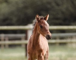 Dressurpferd Sweet Little Sissi (Deutsches Reitpony, 2022, von Cox Nickelson)