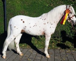 stallion All Inclusive vom Jägerhof (German Classic Pony, 2011, from Al Capone)