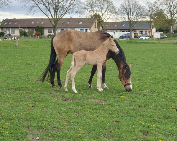 dressage horse Domenico (German Riding Pony,  , from Don Papa WE)