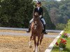 dressage horse Deejay 12 (Hanoverian, 2012, from Dancier)