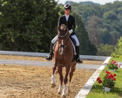 dressage horse Deejay 12 (Hanoverian, 2012, from Dancier)