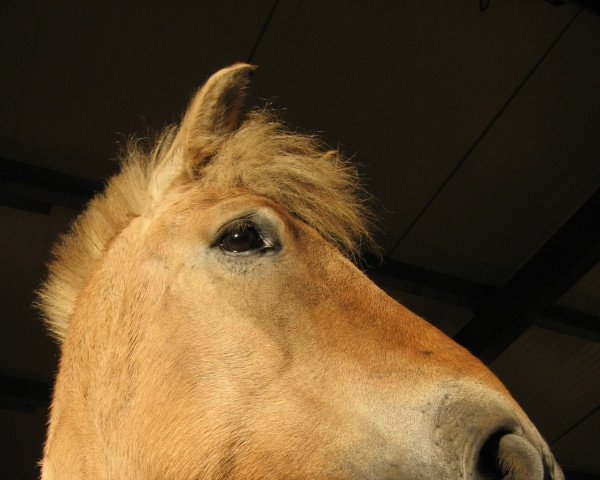 horse Kvik (Fjord Horse, 2003, from Kvirlo)