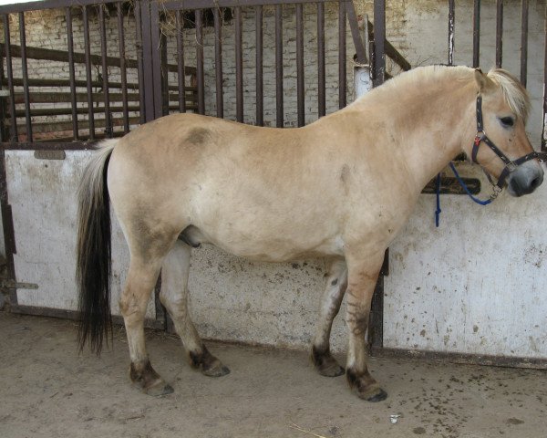 horse Konan (Fjord Horse, 2003, from Kvirlo)