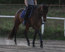 jumper Sao Paulo 18 (Trakehner, 2016, from Sir Sansibar)