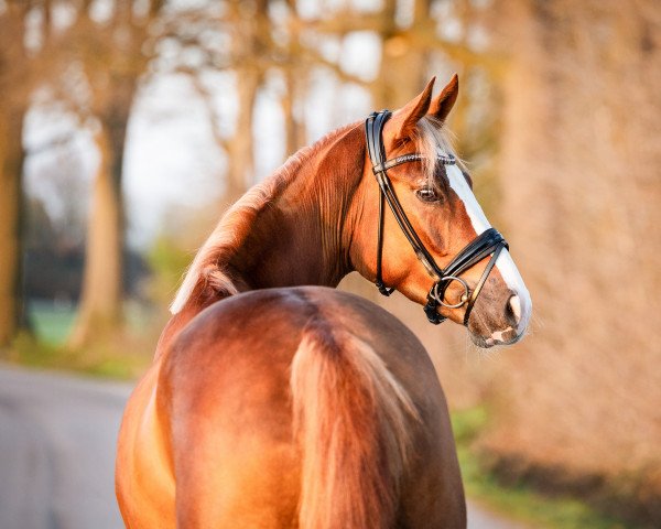 dressage horse FJL Daydream Deluxe (Westphalian, 2019, from Diamond Deluxe 3)