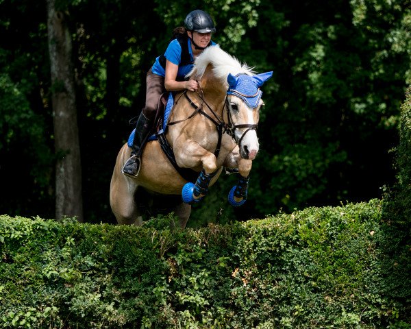 Zuchtstute Nelli IV CH (Haflinger, 1995)