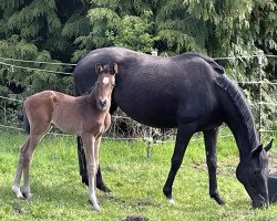 dressage horse Sweet Dreams (Hanoverian, 2023, from Scolari)