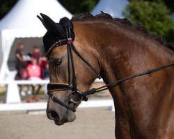 dressage horse Demi D (German Riding Pony, 2017, from Golden West NRW)