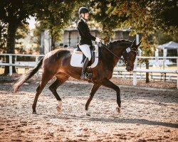 dressage horse Ribana 171 (Rhinelander, 2009, from Rilke)